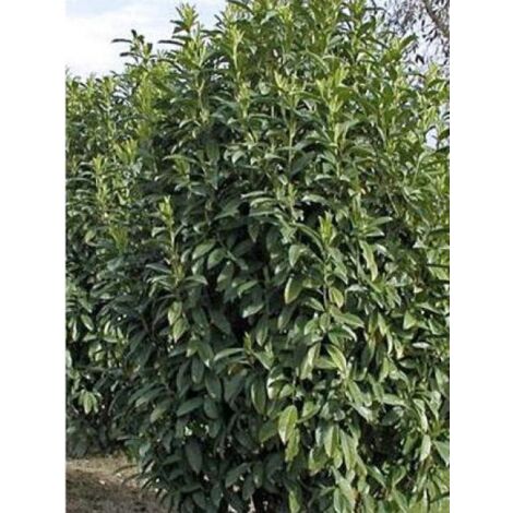 Laurier-Cerise, Laurier palme, Laurière 'Genolia'® Pot de 3L/4L (1/2)