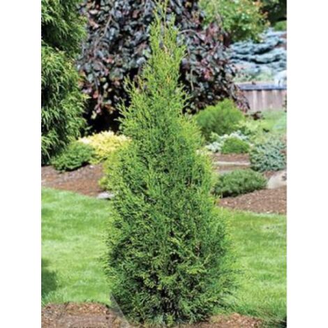 Thuya du Canada 'Smaragd' Pot de 12L/15L
