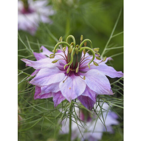 Nigelle 'Persian Rose' le sachet de 350 graines (1g) (1/2)