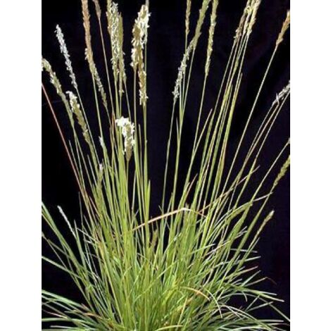 Sesleria autumnalis Godet de 8/9 cm (1/3)