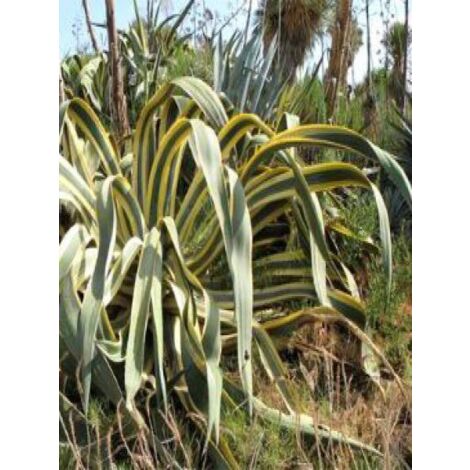 Agave à feuilles panachées Pot de 7,5L/10L