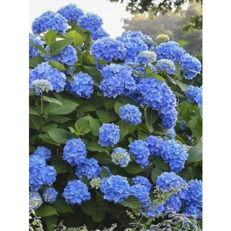 Hortensia 'Endless Summer The Original bleu' Pot de 2L/3L
