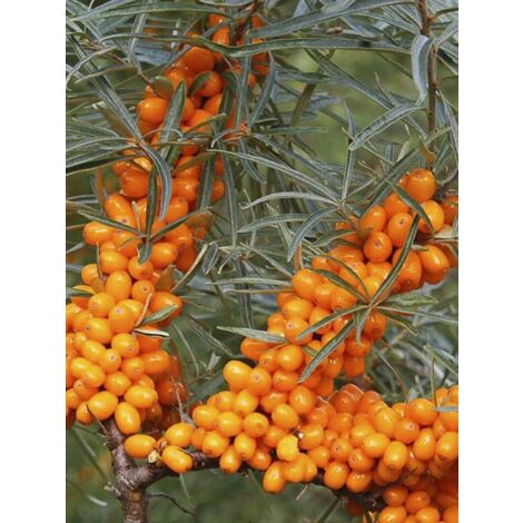Argousier auto fertile 'Friesdorfer Orange' – Feuillage semi-persistant – Fruits orange vif riches en vitamine C – Hauteur à maturité 300 cm – Pot de 1,5L/2L
