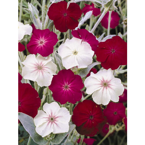 Coquelourde des jardins 'Dancing Ladies' le sachet de 600 graines (0,4g) (1/2)