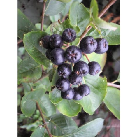 Aronie 'Nero' Pot de 1,5L/2L (1/2)
