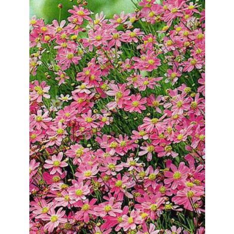 Coréopsis 'American Dream' – Plante vivace fleurie 30 cm – Exposition ensoleillée ou mi-ombre – Godet de 8/9 cm