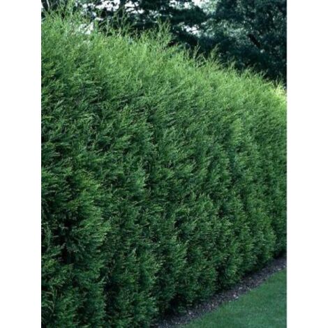 Cyprès de Leyland '2001' Pot de 4L/5L (1/3)