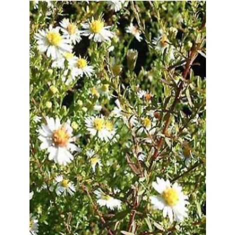 Aster ericoides 'Golden Spray' Godet de 8/9 cm (1/3)