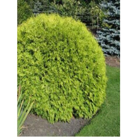 Thuya du Canada 'Golden Globe' Pot de 2L/3L