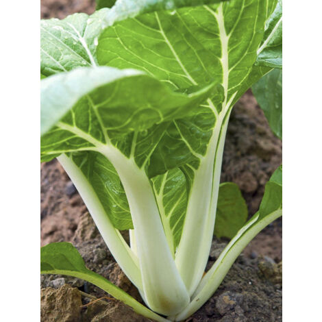 Chou chinois 'Pak Choi - Taisai' le sachet de 300 graines (1/2)