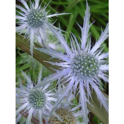 Chardon bleu, Panicaut à feuilles planes Godet de 7/8 cm