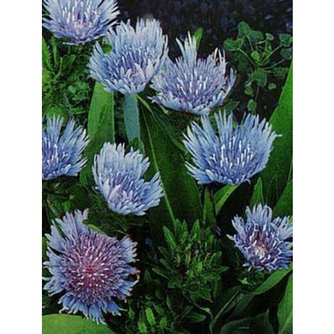 Stokesia laevis 'Blue Star' Godet de 8/9 cm