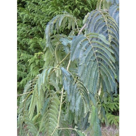 Arbre de soie 'Shidare' Pot de 7,5L/10L, Baliveau