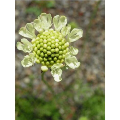 Scabieuse ochroleuca Godet de 8/9 cm (1/2)