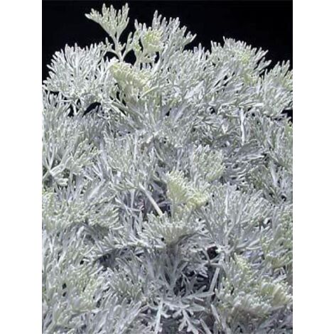 Armoise arborescente 'Little Mice' Godet de 8/9 cm (1/2)