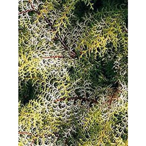 Cyprès hinoki du Japon 'Lucas' Pot de 2L/3L (1/3)