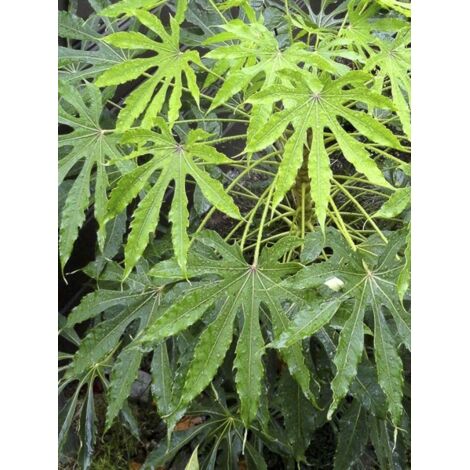 Fatsia de Taiwan 'Green Fingers' Pot de 6L/7L