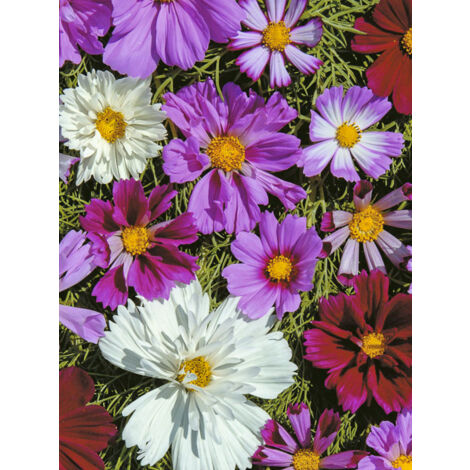 Cosmos 'Double All Sorts Mixed' le sachet de 100 graines (0,7g) (1/2)