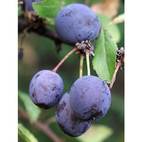 Prunellier, Épine noire Pot de 2L/3L (1/5)
