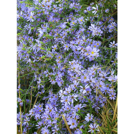 Aster azur Godet de 8/9 cm (1/2)