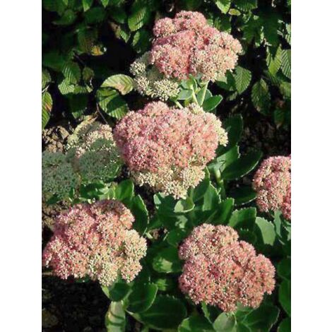 Orpin pourpre 'Autumn Joy' Pot de 2L/3L (1/3)