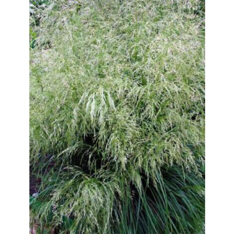 Canche cespiteuse 'Tardiflora' Godet de 8/9 cm (1/2)