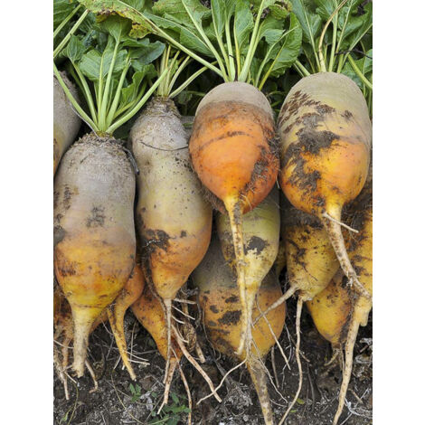 Betterave fouragère 'Jaune de Vauriac' le sachet de 4000 graines (100g)