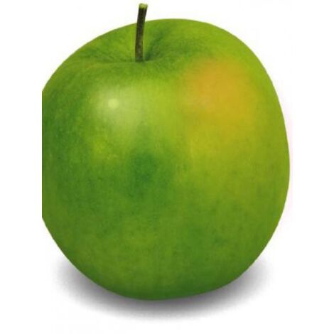 Pommier 'Granny Smith' Pot de 7,5L/10L, Gobelet (1/4)