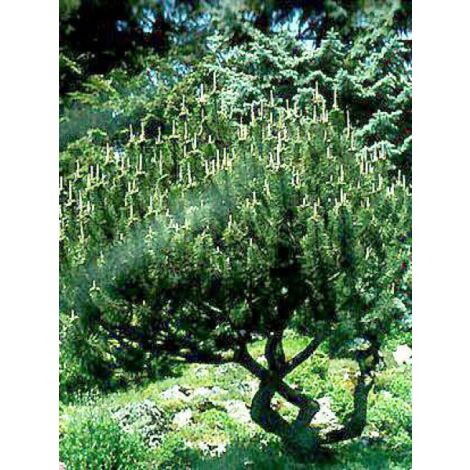 Pin de montagne 'Mughus' Pot de 4L/5L (1/5)