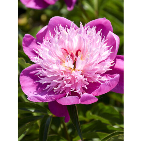 Pivoine de Chine 'Fantastic' Pot de 3L/4L