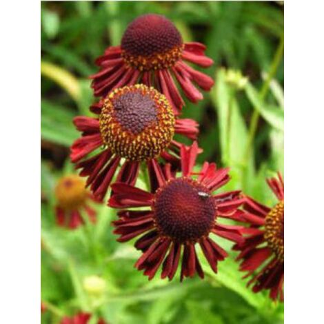 Hélénie 'Ruby Tuesday' Godet de 8/9 cm (1/2)
