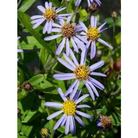 Kalimeris incisa 'Nana Blue' Godet de 8/9 cm (1/3)
