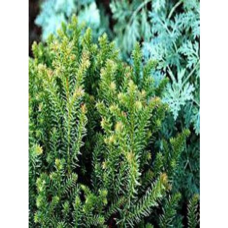 Cèdre du Japon 'Vilmoriniana' Pot de 2L/3L (1/4)