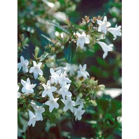 Abélia à grandes fleurs 'Prostrata' Pot de 7,5L/10L (1/4)