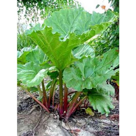 Rhubarbe Pot de 1L/1,5L