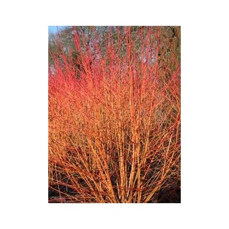 Cornouiller sanguin 'Magic Flame' Pot de 7,5L/10L (1/2)