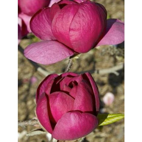 Magnolia 'Black Tulip' Pot de 4L/5L (1/4)