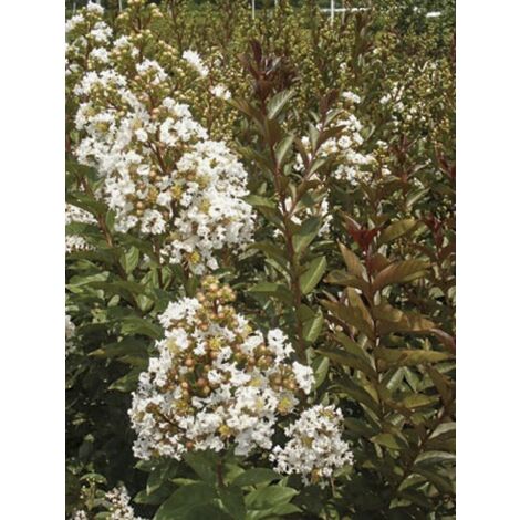 Lilas Des Indes White Chocolate Pot De 7 5L 10L Demi Tige Lilas Des Indes White Chocolate Pot De 7 5L 10L Demi Tige