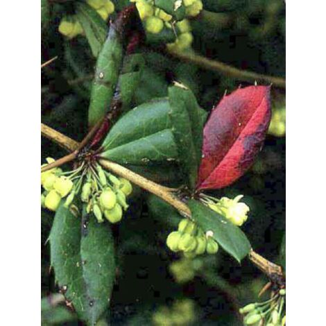 Épine-vinette à feuilles persistantes Godet de 8/9 cm (1/5)