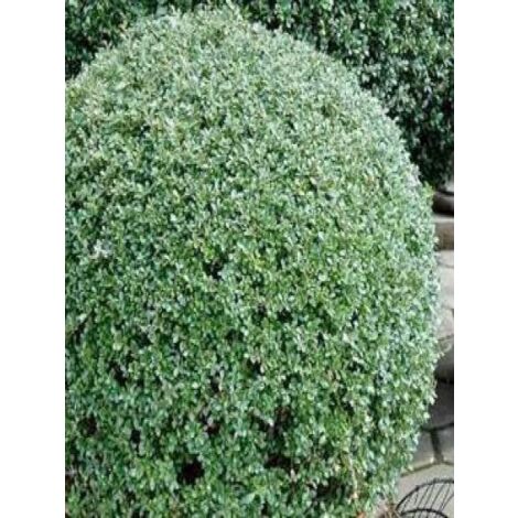 Houx crénelé 'Glory Gem' Godet de 8/9 cm (1/2)