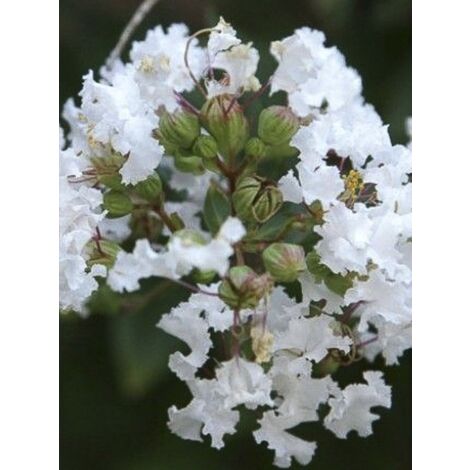 Lilas Des Indes Pixie White Pot De 7 5L 10L Demi tige Lilas Des Indes Pixie White Pot De 7 5L 10L Demi tige