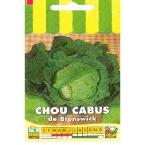 Chou cabus 'De Brunswick' le sachet de 650 graines (3g) (1/2)