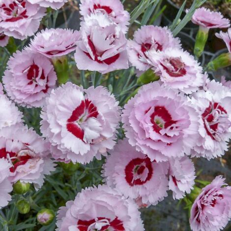 Œillet 'Scent First Raspberry Sundae' Godet de 7/8 cm