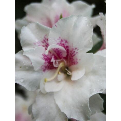 Azalée japonaise 'White Prince' Pot de 2L/3L (1/2)