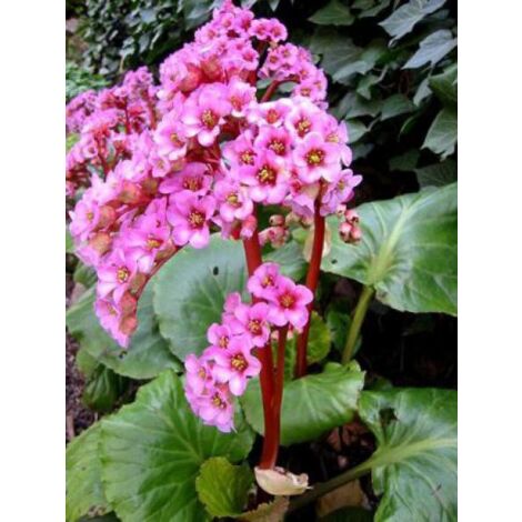 Bergénia purpurascens Godet de 8/9 cm