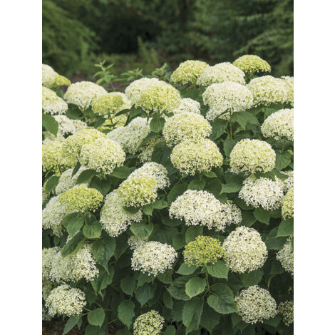 Hortensia de Virginie 'Bellaragazza Limetta' Pot de 4L/5L (1/2)