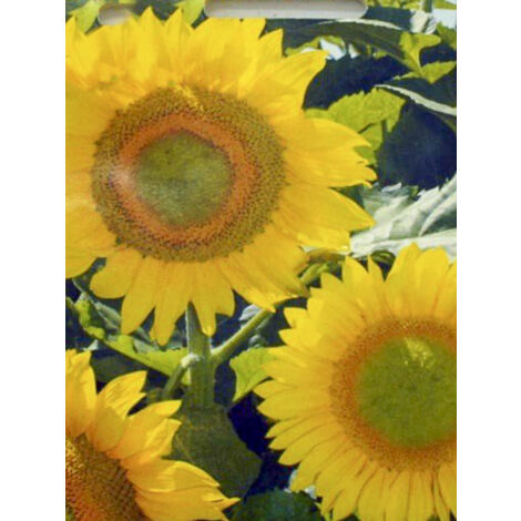 Soleil, Tournesol 'Green Heart F1' le sachet de 25 graines (1/2)