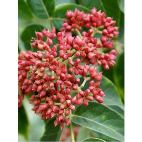 Arbre aux abeilles, Arbre à miel, Arbre aux cent mille fleurs Pot de 12L/15L, Baliveau