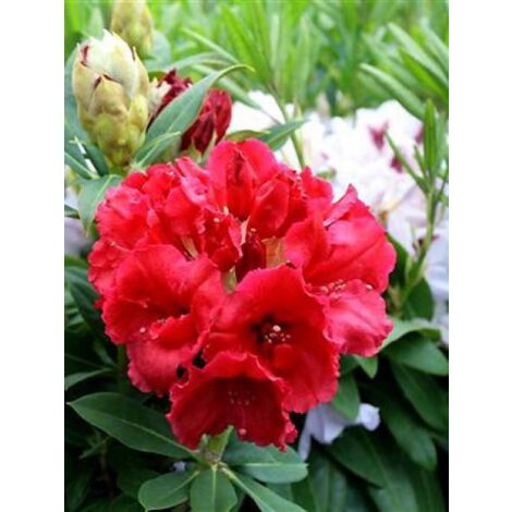 Rhododendron  'Wilgen's Ruby' Pot de 4L/5L (1/2)