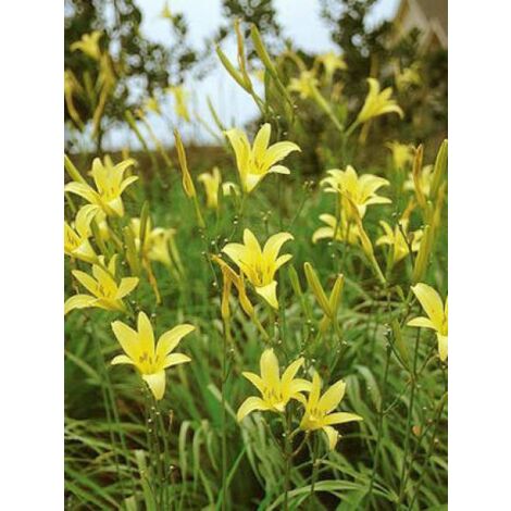 Lis d'un jour, Hémérocalle jaune parfumée Godet de 8/9 cm